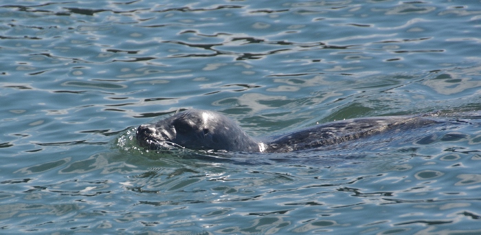river otter in water